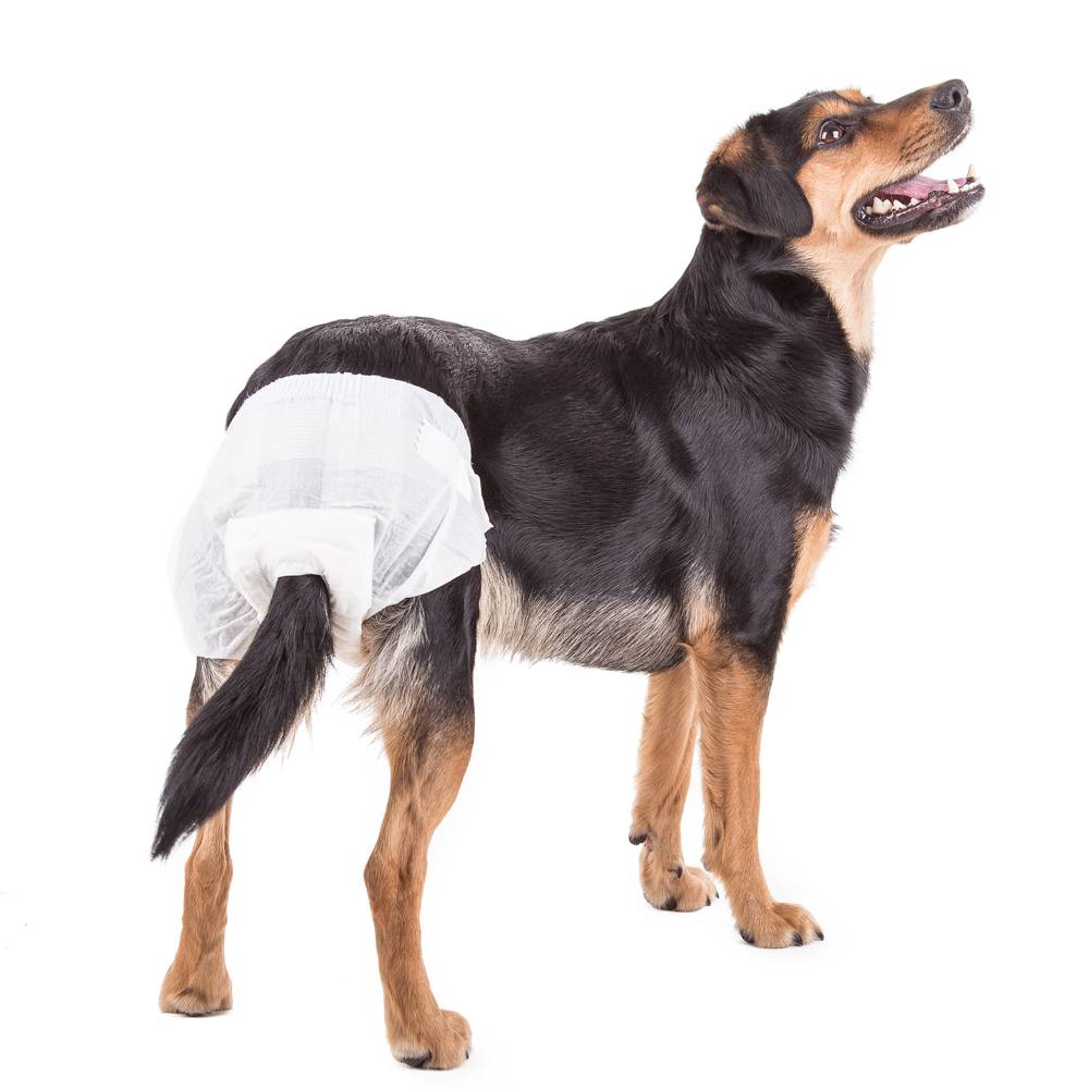 PAÑAL PARA MASCOTAS BOLSA POR 10 UNDS TALLA XL